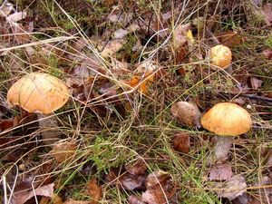 Klikni pro velký obrázek