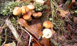 Klikni pro velký obrázek