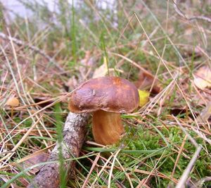 Klikni pro velký obrázek