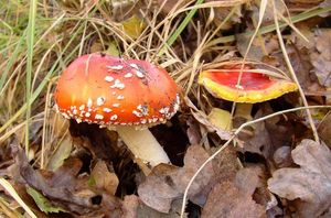 Klikni pro velký obrázek