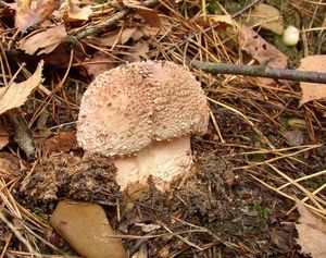 Klikni pro velký obrázek