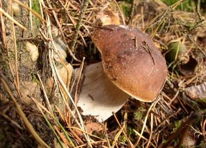 Klikni pro velký obrázek