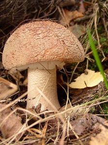 Klikni pro velký obrázek