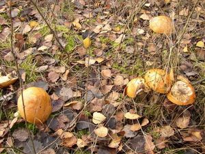 Klikni pro velký obrázek