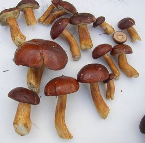 Klikni pro velký obrázek