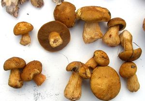 Klikni pro velký obrázek