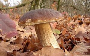 Klikni pro velký obrázek