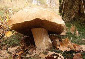 Klikni pro velký obrázek