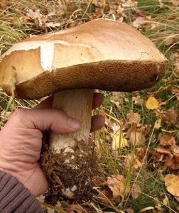 Klikni pro velký obrázek