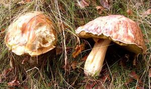 Klikni pro velký obrázek