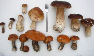 Klikni pro velký obrázek