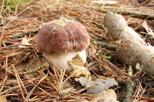 Klikni pro velký obrázek