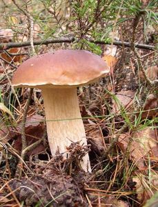 Klikni pro velký obrázek