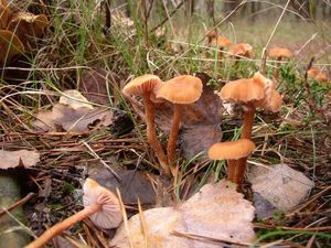 Klikni pro velký obrázek