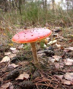 Klikni pro velký obrázek