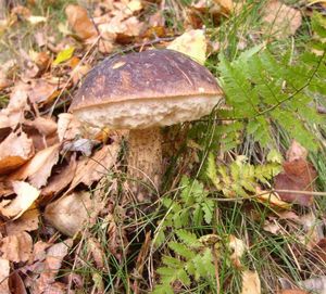 Klikni pro velký obrázek