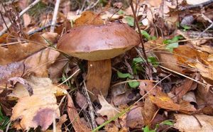 Klikni pro velký obrázek