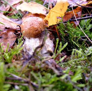 Klikni pro velký obrázek