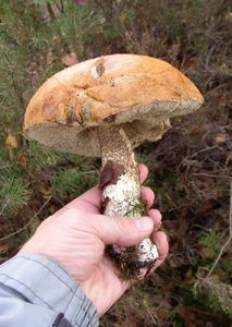 Klikni pro velký obrázek