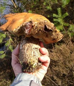 Klikni pro velký obrázek