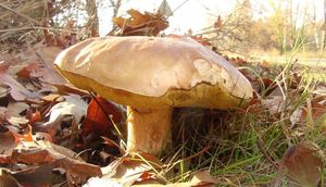 Klikni pro velký obrázek