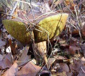 Klikni pro velký obrázek