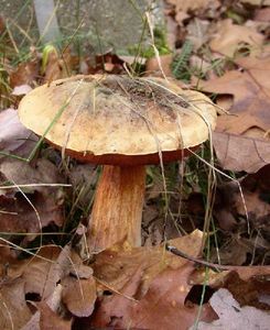 Klikni pro velký obrázek