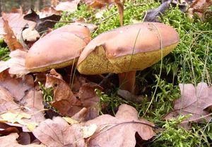 Klikni pro velký obrázek