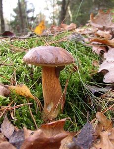 Klikni pro velký obrázek