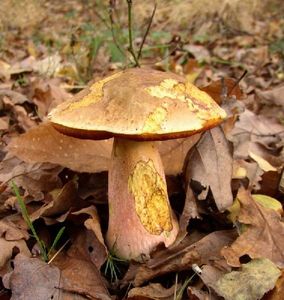 Klikni pro velký obrázek