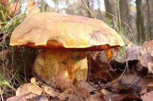 Klikni pro velký obrázek