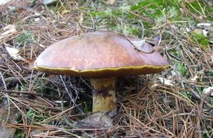 Klikni pro velký obrázek