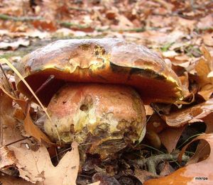 Klikni pro velký obrázek