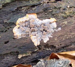 Klikni pro velký obrázek