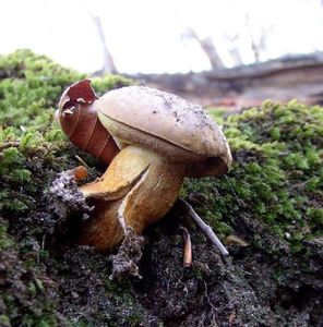 Klikni pro velký obrázek