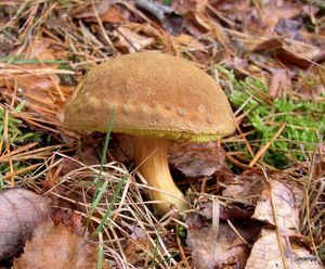 Klikni pro velký obrázek