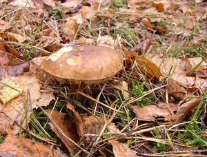 Klikni pro velký obrázek