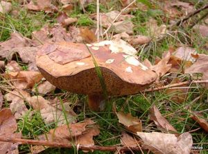 Klikni pro velký obrázek