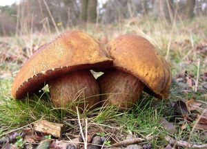 Klikni pro velký obrázek