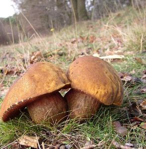 Klikni pro velký obrázek