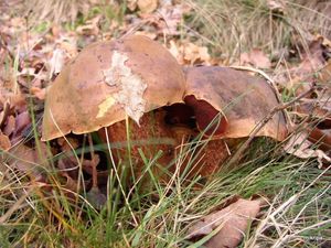 Klikni pro velký obrázek