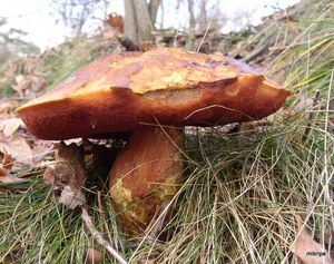 Klikni pro velký obrázek