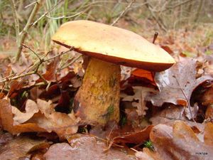 Klikni pro velký obrázek