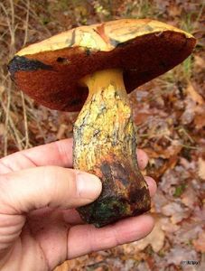 Klikni pro velký obrázek