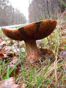 Klikni pro velký obrázek