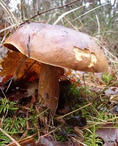 Klikni pro velký obrázek