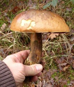 Klikni pro velký obrázek