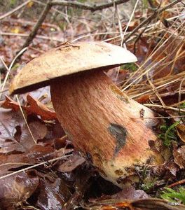 Klikni pro velký obrázek