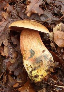 Klikni pro velký obrázek