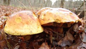 Klikni pro velký obrázek